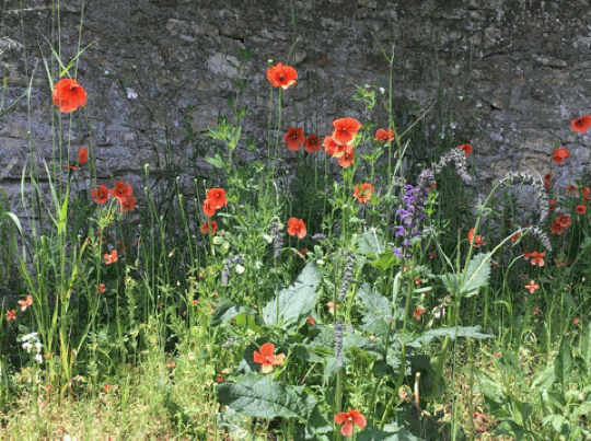 Odoo image et bloc de texte